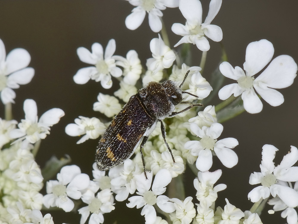 Acmaeoderella flavofasciata